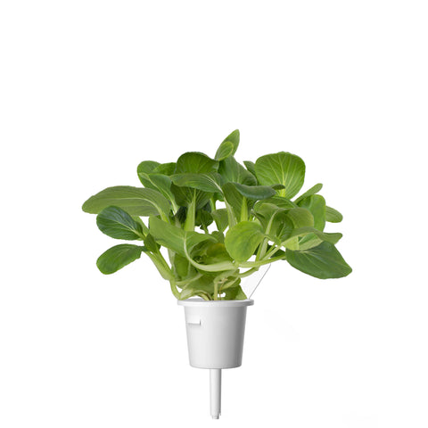 Pak Choi Plant Pods, 3-pack - Click and Grow