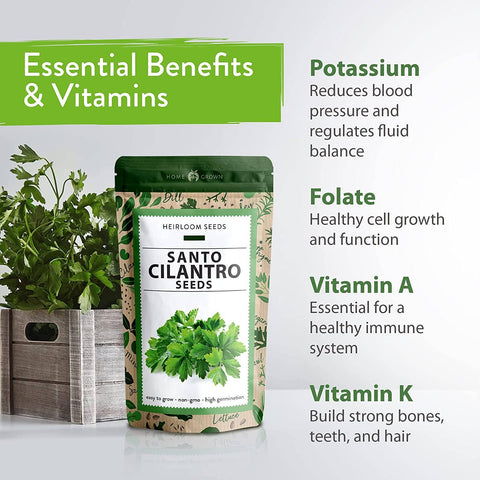 Cilantro Seeds (Santo) - Heirloom, Non-GMO - Homegrown Garden