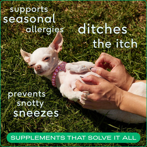 Allergy & Immune Chews, an Allergy & Itch Relief Supplement for Dogs: 30ct - Native Pet
