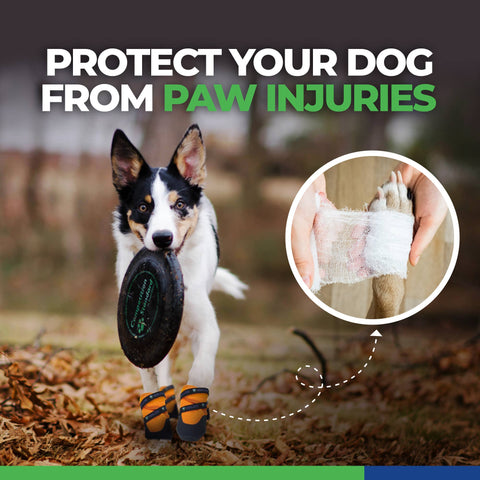 Urban Walkers III- Teal: Small - For Pets - Healers PetCare