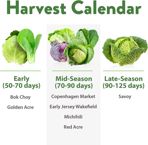 7 Varieties Cabbage Seeds - Non-GMO, Heirloom - Homegrown Garden