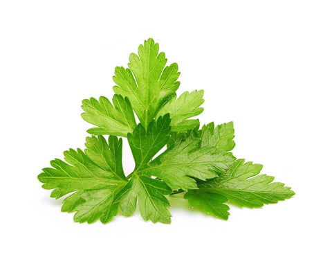 Cilantro (Coriander) Plant Pods, 3-pack