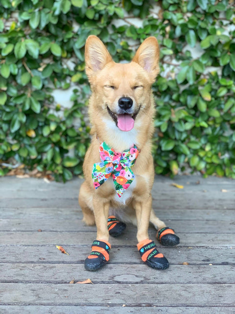 Urban Walkers III- Teal: XL - Healers PetCare