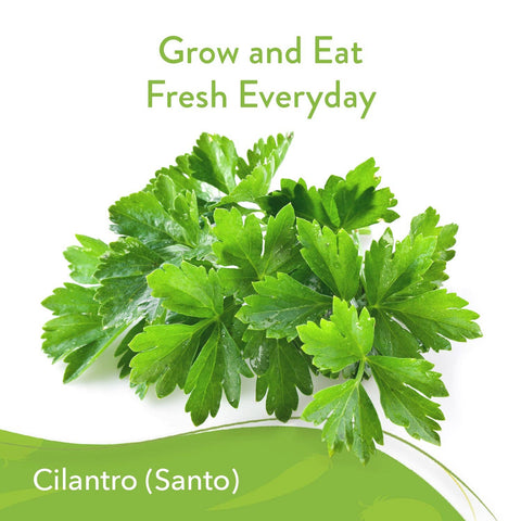 Cilantro Seeds (Santo) - Heirloom, Non-GMO - Homegrown Garden