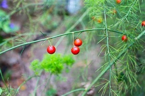 Asparagus, 50 Seeds, Non-GMO - The Rike