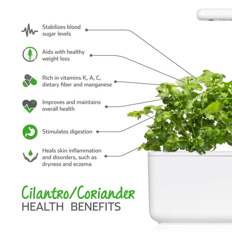 Cilantro (Coriander) Plant Pods, 3-pack
