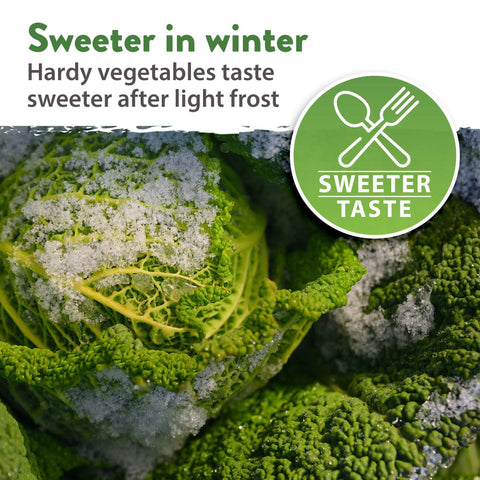 12 Winter Vegetable Seeds Varieties - Heirloom, Non-GMO - Homegrown Garden
