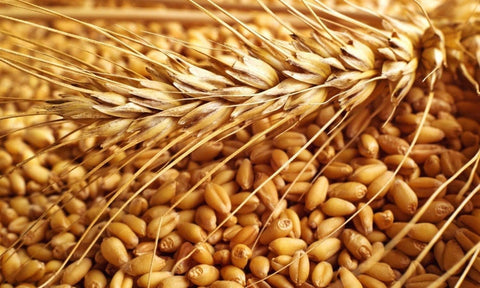 Wheat Grass Seeds - The Rike