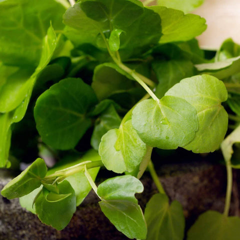 Watercress Seeds (Nasturtium officinale) - The Rike