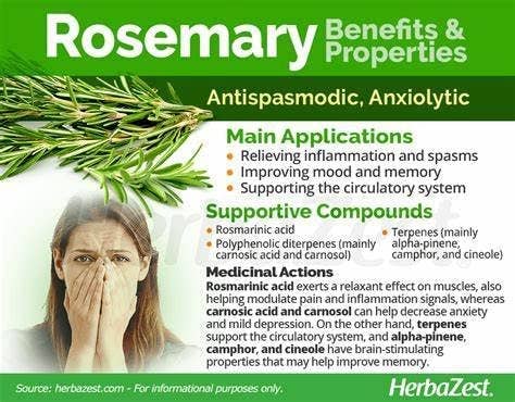 Rosemary Herb Seeds, 200 Seeds, Salvia rosmarinus. Non-GMO - The Rike