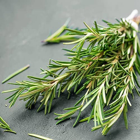 Rosemary Herb Seeds, 200 Seeds, Salvia rosmarinus. Non-GMO - The Rike
