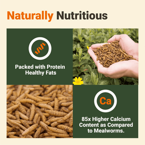 Black Soldier Fly Larvae, 1 lb - Supreme Grubs