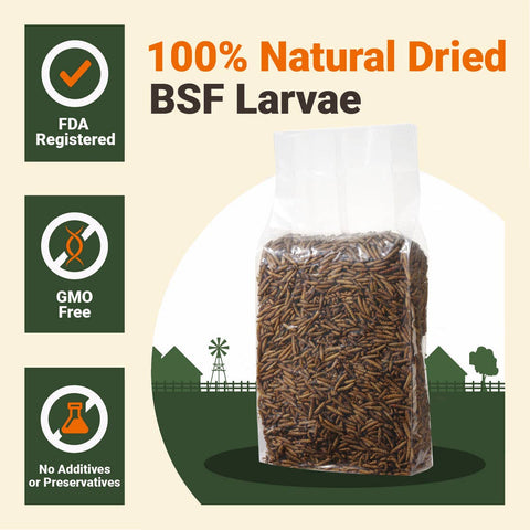 Black Soldier Fly Larvae, 1 lb - Supreme Grubs