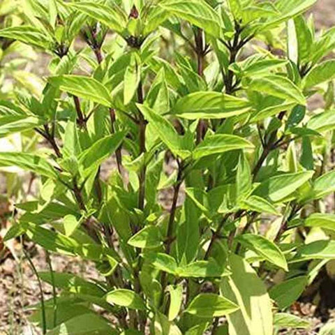 Holy Basil Seeds, 1500 seeds, Thai Basil - The Rike