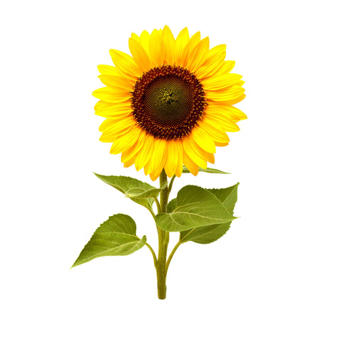 Mini Sunflower Plant Pods, 3-pack - Click and Grow