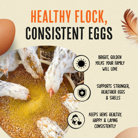 Gold Dust Daily Egg Booster for Poultry, 1 lb - Roosty's