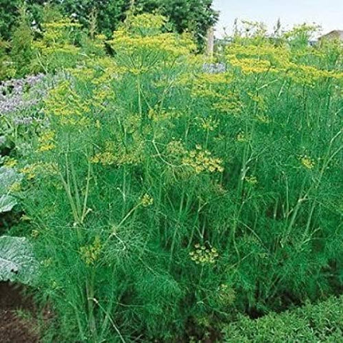 Dill Seeds, 200 Seeds, Anethum graveolens - The Rike