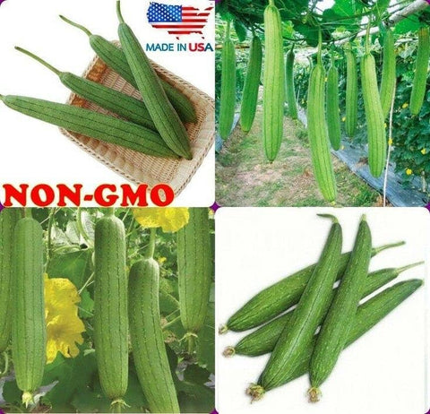 Luffa Sponge Gourd, Ghosaval Loofa Seeds - The Rike