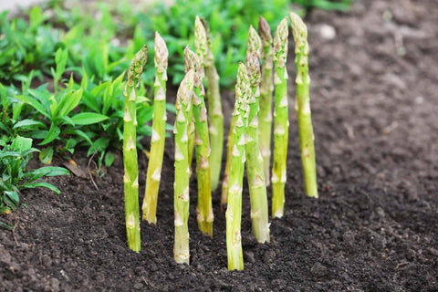 Asparagus, 50 Seeds, Non-GMO - The Rike