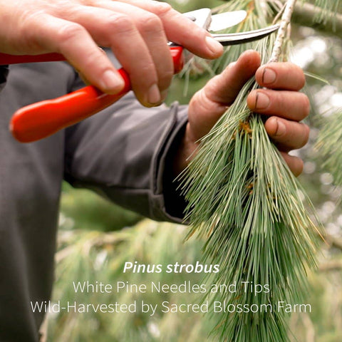 White Pine Tips (Pinus strobus), 6.0 oz - Sacred Blossom Farm