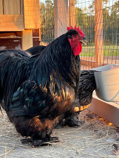 VFeedr V-Cup Hanging Chicken Feeder Cup, Cage Mount, 27 oz - My Favorite Chicken