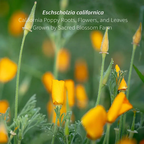 California Poppy, 4.6 oz - Sacred Blossom Farm