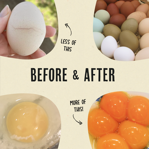 Gold Dust Daily Egg Booster for Poultry, 1 lb - Roosty's