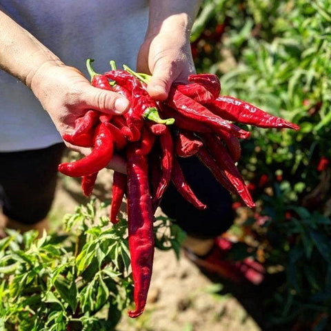 Smoked Pimentón Paprika, 1.8 oz - Burlap & Barrel