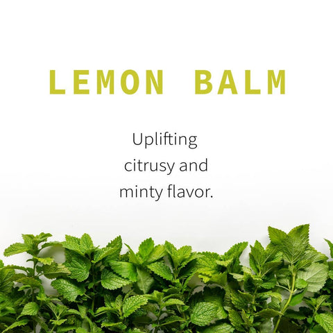Lemon Balm (Melissa officinalis), 4.9 oz - Sacred Blossom Farm