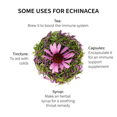 Echinacea Purpurea, 7.0 oz - Sacred Blossom Farm