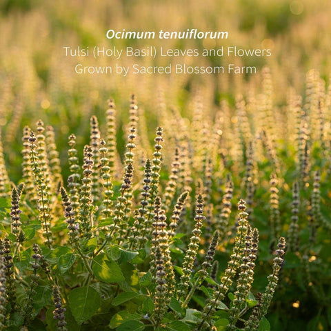 Tulsi Herbal Tea, 5.1 oz - Sacred Blossom Farm