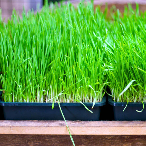 Wheat Grass Seeds - The Rike