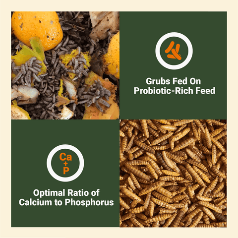Black Soldier Fly Larvae, 1 lb - Supreme Grubs