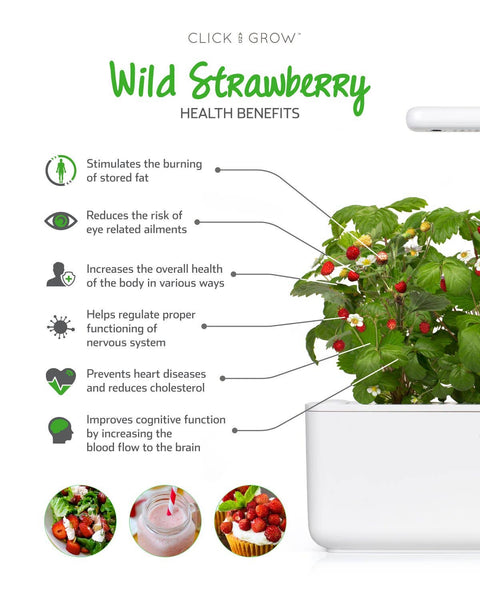 Wild Strawberry Plant Pods, 3-pack - Click and Grow