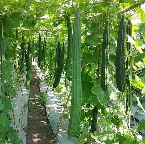 Luffa Sponge Gourd, Ghosaval Loofa Seeds - The Rike