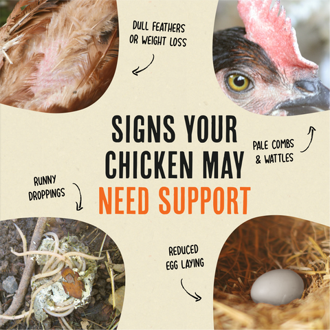 Flock Armor, Daily Chicken Dewormer, 1 lb - Roosty's