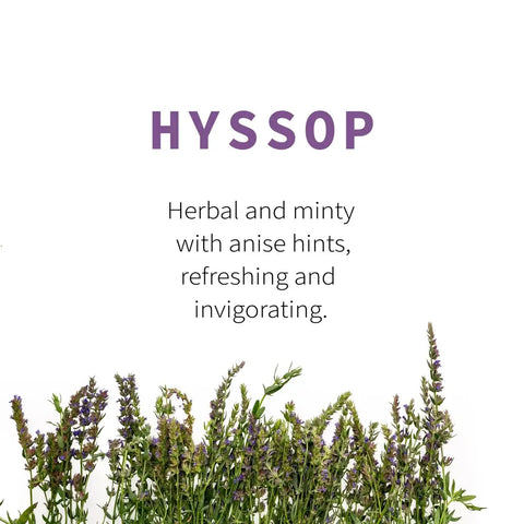 Fragrant Hyssop, 6.0 oz - Sacred Blossom Farm