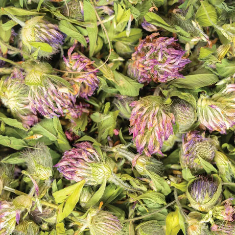 Red Clover, 2.8 oz - Sacred Blossom Farm