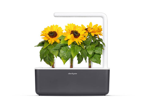 Mini Sunflower Plant Pods, 3-pack - Click and Grow