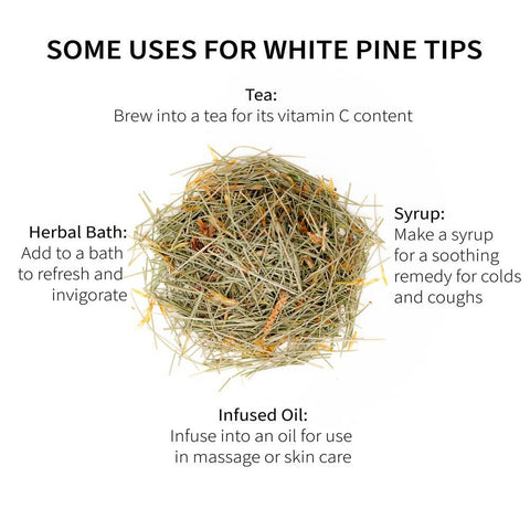 White Pine Tips (Pinus strobus), 6.0 oz - Sacred Blossom Farm