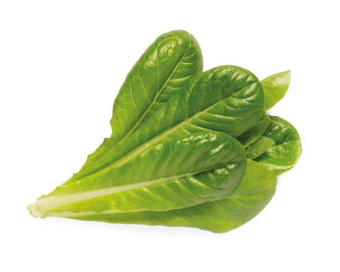 Romaine Lettuce Plant Pods, 3-pack - Click and Grow