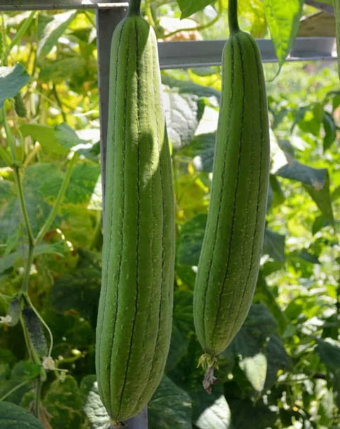 Luffa Sponge Gourd, Ghosaval Loofa - The Rike