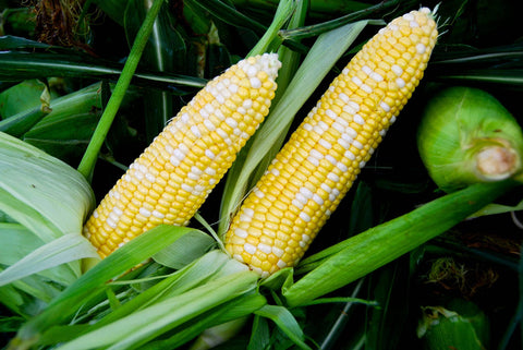 Ambrosia Sweet Corn, 1200 Seeds, Non-GMO - The Rike