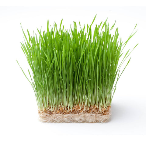 Wheat Grass Seeds - The Rike