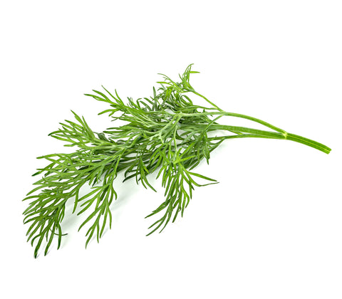 Dill Plant Pods, 3-pack - Click and Grow