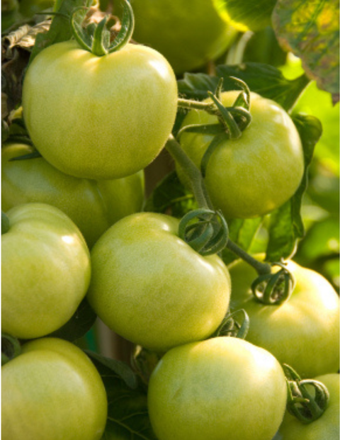 Fried Green Ta-Maters (Tomato) Mix, 9 oz Cloth Bag - Julia's Southern Foods, LLC