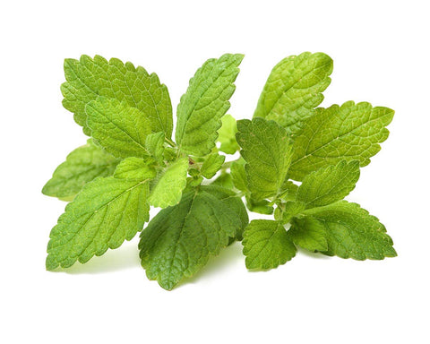Lemon Balm Plant Pods, 3-pack - Click and Grow