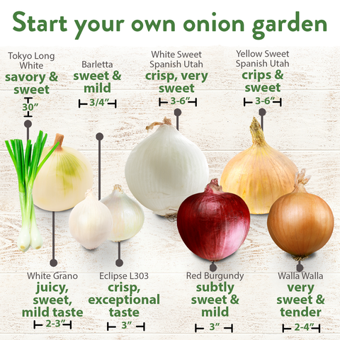 8 Onion Seeds Variety Pack - Heirloom, Non GMO - Homegrown Garden