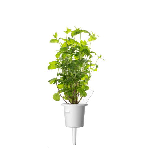 Peppermint Plant Pods, 3-pack - Click and Grow