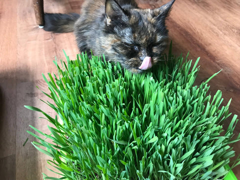 10” x10” Cat Grass Garden Tray, organic seed: Orange - Mom’s Indoor Cat